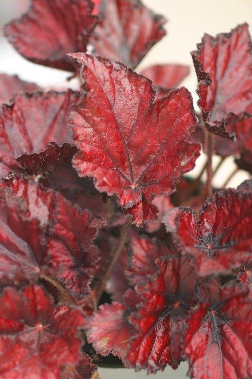 B. ‘Ixtapa Red’
